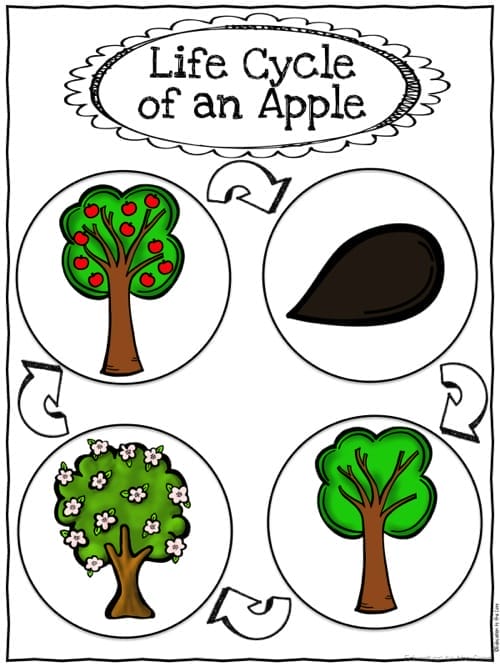 Life Cycle of an Apple Printable
