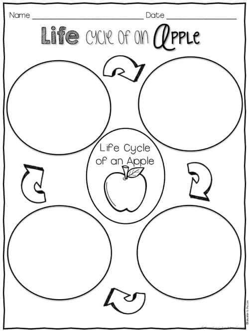 Free Life Cycle of an Apple Printable