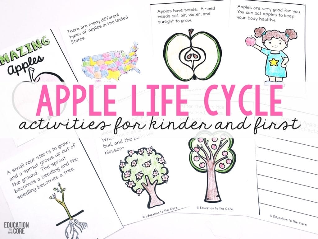 Apple Life Cycle Activities for Kinder and First