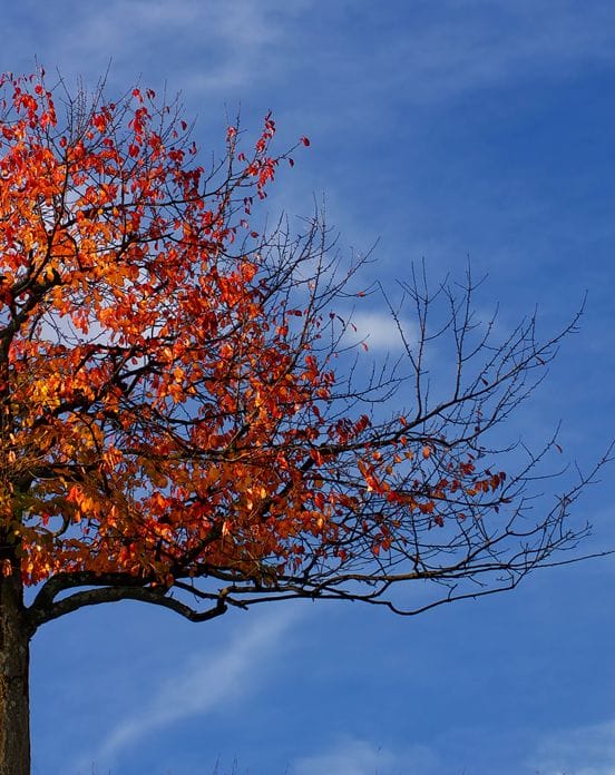 Close Reading: Unlocking the Layers of Text