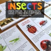Insects Unit with Close Reads