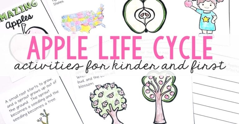 Apple Life Cycle Activities for Kinder and First